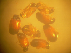 Parasyphraea