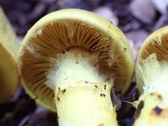 Cortinarius canarius