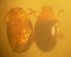 Monomacra