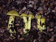 Cortinarius canarius