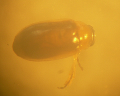 Parasyphraea