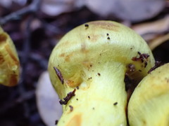 Cortinarius canarius