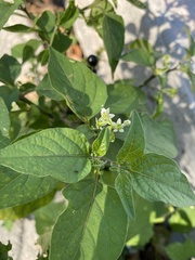 Solanum americanum