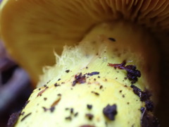 Cortinarius canarius