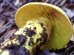 Cortinarius canarius