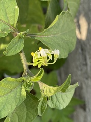 Solanum americanum