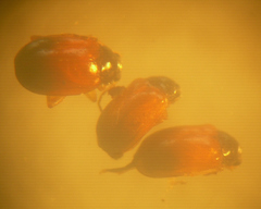 Parasyphraea