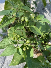 Solanum americanum