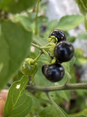 Solanum americanum