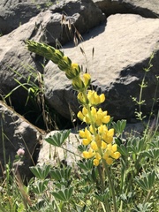 Lupinus luteolus