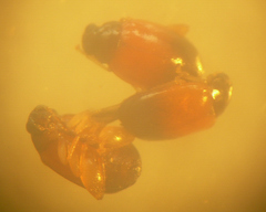 Parasyphraea