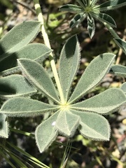 Lupinus luteolus
