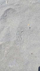 Bolinopsis microptera