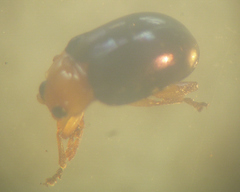 Monomacra