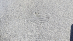 Bolinopsis microptera