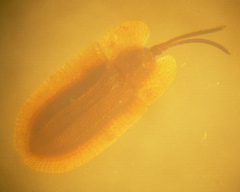 Delocrania latipennis