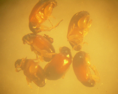 Parasyphraea