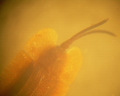Delocrania latipennis