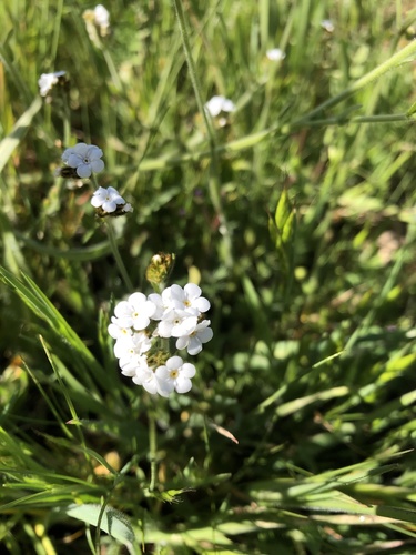 iNaturalist observation photo of Rusty Popcornflower