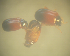Parasyphraea