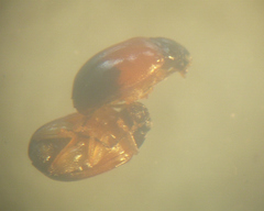 Parasyphraea