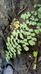 Adiantum concinnum