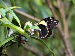 Belenois java peristhene