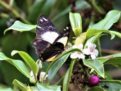 Belenois java peristhene