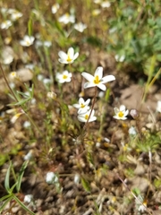 Leptosiphon parviflorus