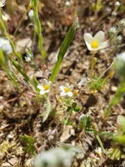 Leptosiphon parviflorus