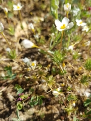 Leptosiphon parviflorus