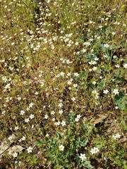 Leptosiphon parviflorus