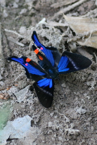 Periander Metalmark