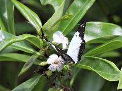 Belenois java peristhene