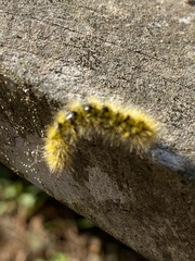 Lophocampa argentata