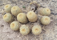 Coryphantha recurvata recurvata