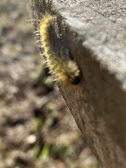 Lophocampa argentata
