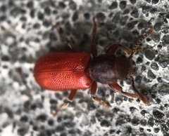 Zenodosus sanguineus