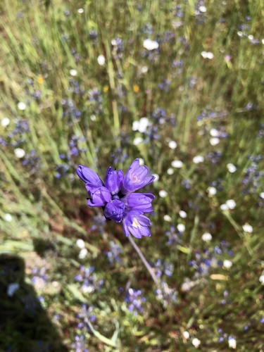 iNaturalist observation photo of blue dicks