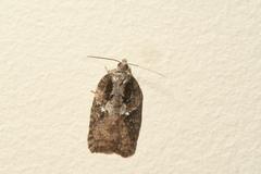 Acleris fuscana