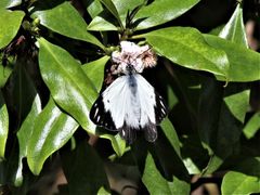 Belenois java peristhene