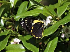 Belenois java peristhene