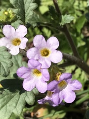 Phacelia suaveolens