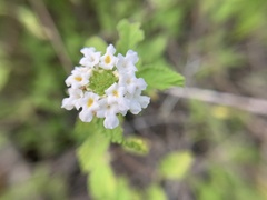 Lantana peduncularis