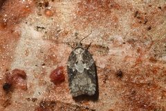 Acleris fuscana