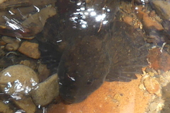 Cottus perplexus