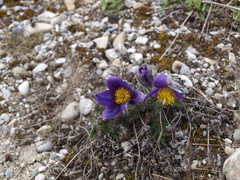 Pulsatilla vulgaris