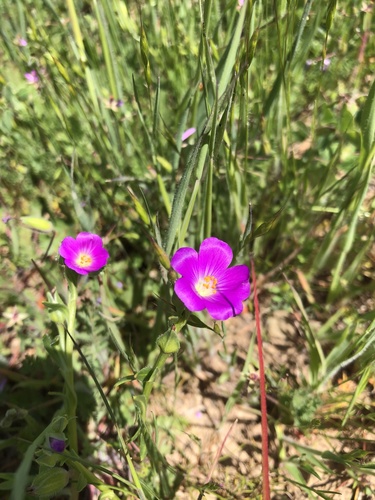 iNaturalist observation photo of redmaids