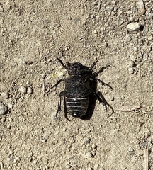 Cremastocheilus crinitus