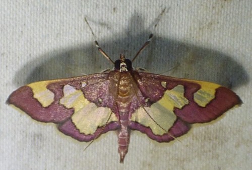 Distinguished Colomychus photo 2